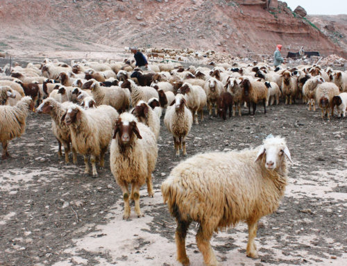 The Shepherding Assignments: To Feed