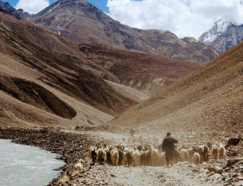 The Shepherding Assignments: To Guide and To Lead