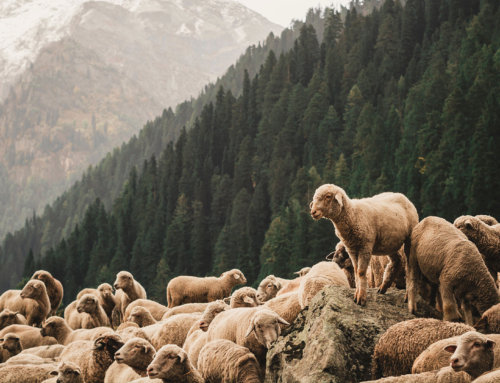 What It Means for the Sheep to Have No Shepherd