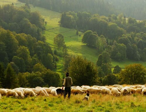 How to Be a Good Shepherd